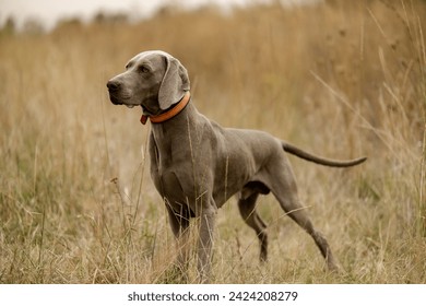 Weimaraner on the hunt. Breeding hunting dogs. - Powered by Shutterstock