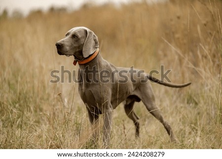 Image, Stock Photo Funny Weimaraner dog on black background