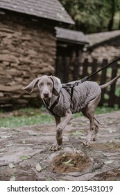 Weimaraner Pointer Breed Dog Surprised On The Street