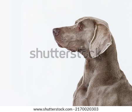 Similar – Pass auf! Hund Weimaraner