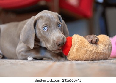 A Weimaraner puppy chewing on a plush toy
