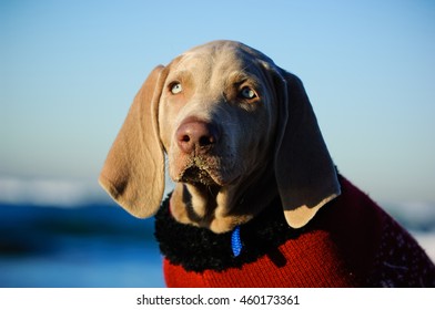 weimaraner sweater