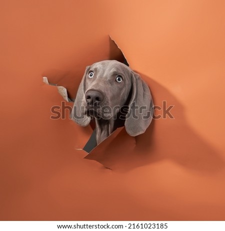 Similar – Image, Stock Photo Funny Weimaraner dog on black background