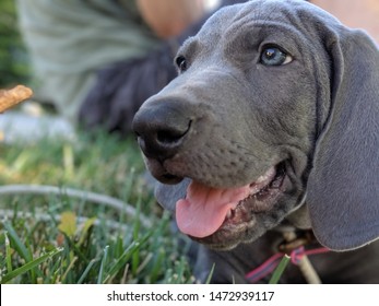 Weimaraner Puppy Playing In Grass, Grey Puppy With Blue Eyes, Playful Baby Dog With Floppy Ears Playing Outside