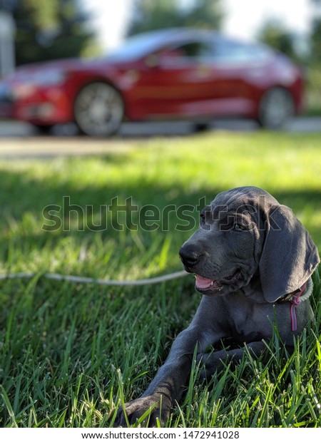 weimaraner puppy playing in grass, grey puppy\
with blue eyes, playful baby dog with floppy ears playing outside\
with red car in the\
background