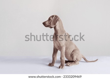 Similar – Image, Stock Photo Funny Weimaraner dog on black background