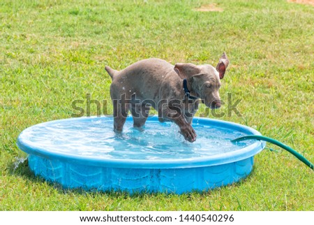 Weimaraner puppy splashing water with his paw in a kiddie pool on a hot summer day