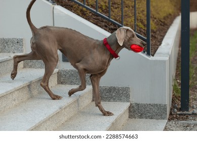 Weimaraner runs down the city stairs with a toy in his mouth. Dog go for a walk - Powered by Shutterstock