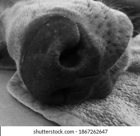 Weimaraner s nose in black and white photography