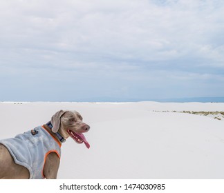 A Weimaraner Wearing A Cooling Vest Stands In The White Sands National Monument In New Mexico And Looks Back At The Camera With His Tongue Out.