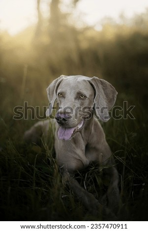 Similar – Labrador retriever Blonde