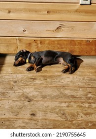 Weiner Dog Soaking Up The Sun