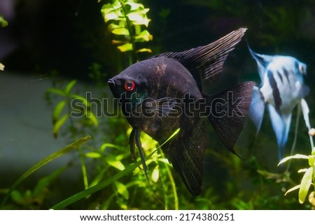 weird artificial breed of angelfish with red eyes and black body and fins in planted aquarium, ornamental fish in LED low light planted aquadesign, popular for beginners high quality pet in shop sale