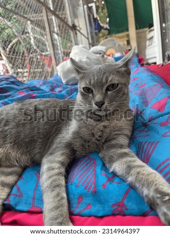 Weird cat looking you at camera