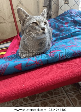 Weird cat looking you at camera