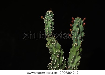 Weird columnar cactus plant (Cereus sp.) with monstrous oddity look