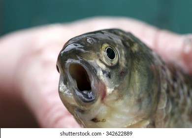 Weird Funny Fish With His Mouth Open