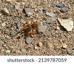 Weird Jerusalem Cricket on Dirt Path