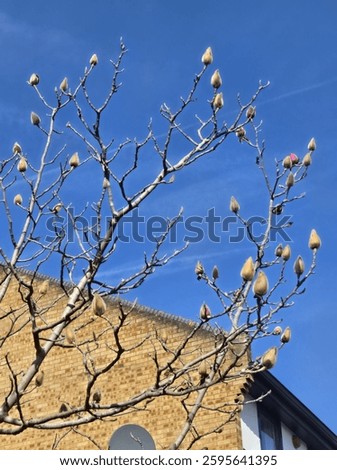 Weird leafless tree in winter with blue sky