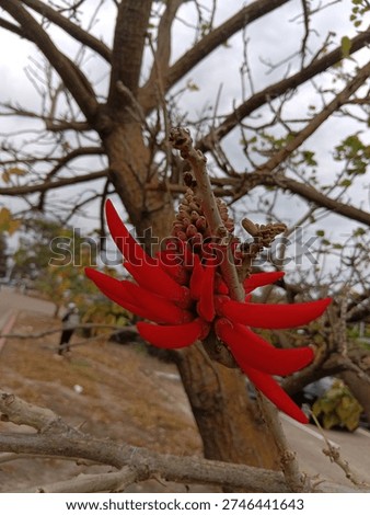 weird red fruit on tree