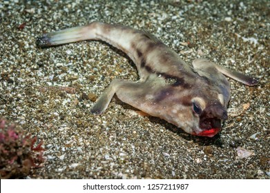 Weird sea life in the Galapagos. Red-lipped batfish (Ogcocephalus darwini) lying on sandy seabed. Isabella Island, Galapagos, September.