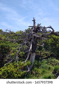 Weird Tree (at 1500 Metres Above Sea Level In Jeju)