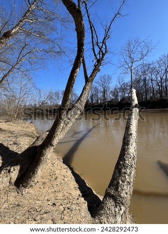 Weird trees on the Wolf River
