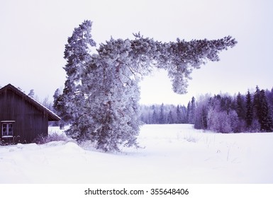 A weirdest pine tree. An image of a curvy pine tree on a winter day. The tree is turning tightly right next to a small cabin. Image has a vintage effect applied.