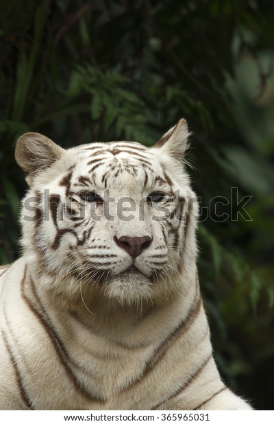 Featured image of post Wei er Tiger Fotos