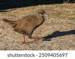 The weka, also known as the Māori hen or woodhen (Gallirallus austrlia