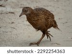 The weka, also known as the Maori hen or woodhen (Gallirallus australis), a flightless bird species endemic to New Zealand. Abel Tasman National park, South Island of New Zealand