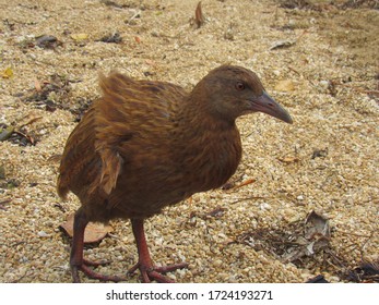 Weka On Ulva Island Beach, New Zealand