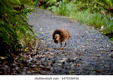 Weka On The Walk On Ulva Island
