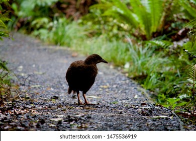 Weka On The Walk On Ulva Island
