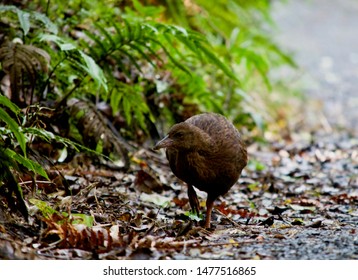 Weka On The Walk On Ulva Island
