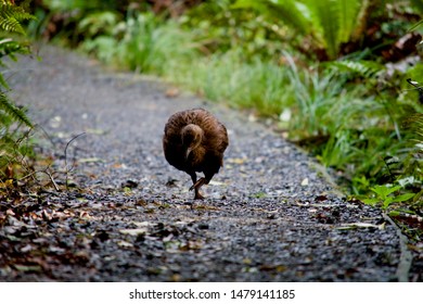 Weka On The Walk On Ulva Island
