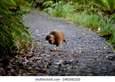 Weka On The Walk On Ulva Island
