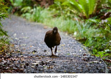 Weka On The Walk On Ulva Island
