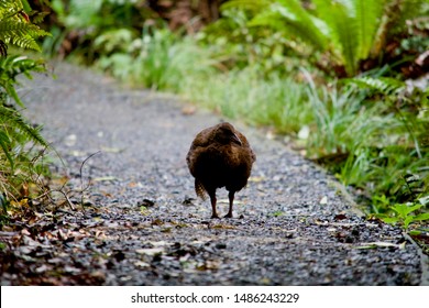 Weka On The Walk On Ulva Island
