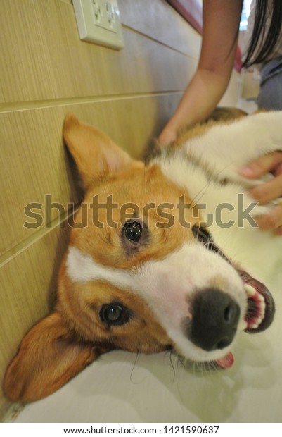 Welch Corgi Has Medium Body Short Stock Photo Edit Now 1421590637