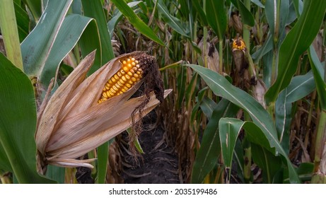 WELCOME, MN, USA, 09-02-21 - An Ear Of Field Corn Has Split The Husk And Begins To Dry For Fall Harvest. Field Corn Is Used In Ethanol Production, For Animal Feed, Cereals,  Whiskey And Corn Starch.