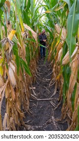 WELCOME, MN, USA, 09-02-21 - A Minnesota Farmer Checks An Ear Of Field Corn Deep Within A Row Of Corn Stalks As It Begins To Dry  A Head Of The Up-coming Fall Harvest. Field Corn Is Used For Ethanol.