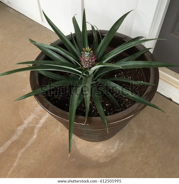 Welcome Pineapple Growing Pot Front Door Stock Photo Edit Now