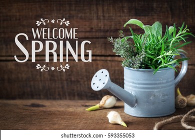 Welcome Spring message - Springtime gardening concept with spring flower bulbs and freshly cut rosemary, thyme and sage sprigs in a decorative rustic watering can