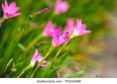 Welcome Spring Season Background Fresh Natural Stock Photo 792524308 ...