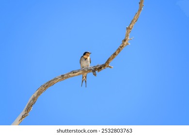 welcome swallow bird, Hirundo neoxena, Australian native, perched on tree branch - Powered by Shutterstock