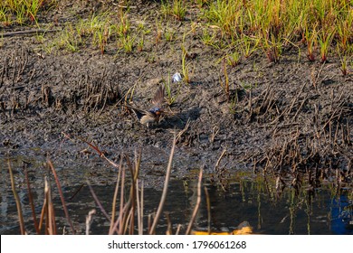 Welcome Swallow Gathering Mud Near Newcastle Airport, NSW, Australia On An Spring Afternoon In November 2019