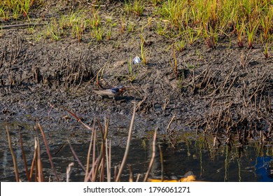 Welcome Swallow Gathering Mud Near Newcastle Airport, NSW, Australia On An Spring Afternoon In November 2019