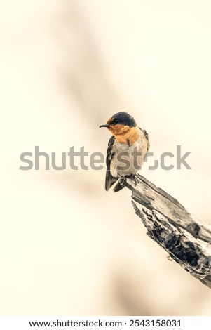 Similar – Image, Stock Photo Welcome swallow, Hirundo neoxena, perched on a wire