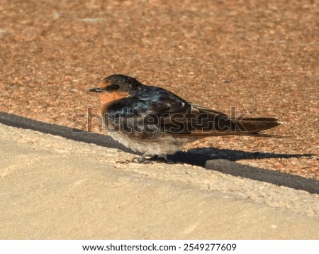 Similar – Image, Stock Photo Welcome swallow, Hirundo neoxena, perched on a wire